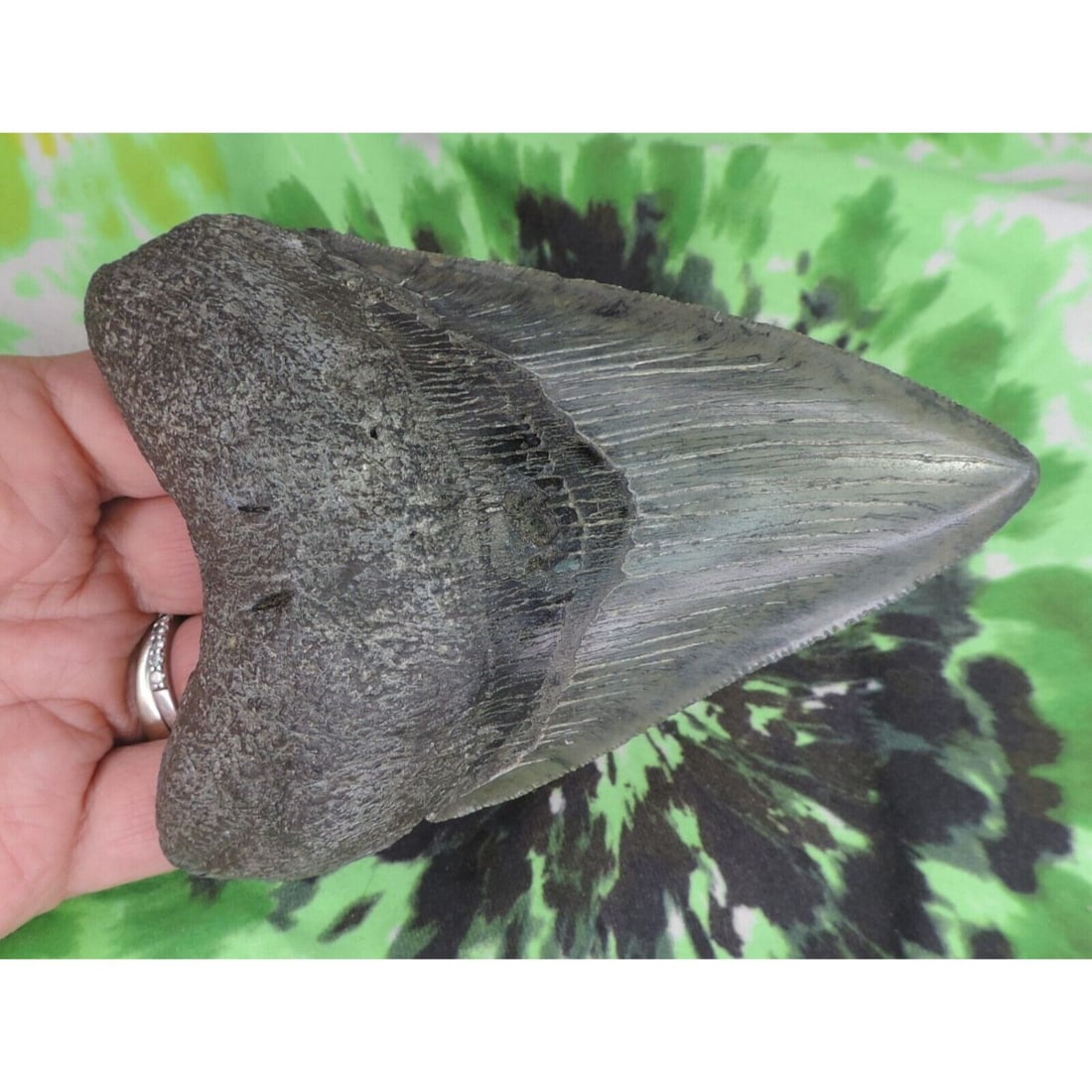Megalodon Sharks Tooth 5" inch fossil sharks teeth tooth: Megalodon Sharks Tooth 5" inch fossil sharks teeth tooth