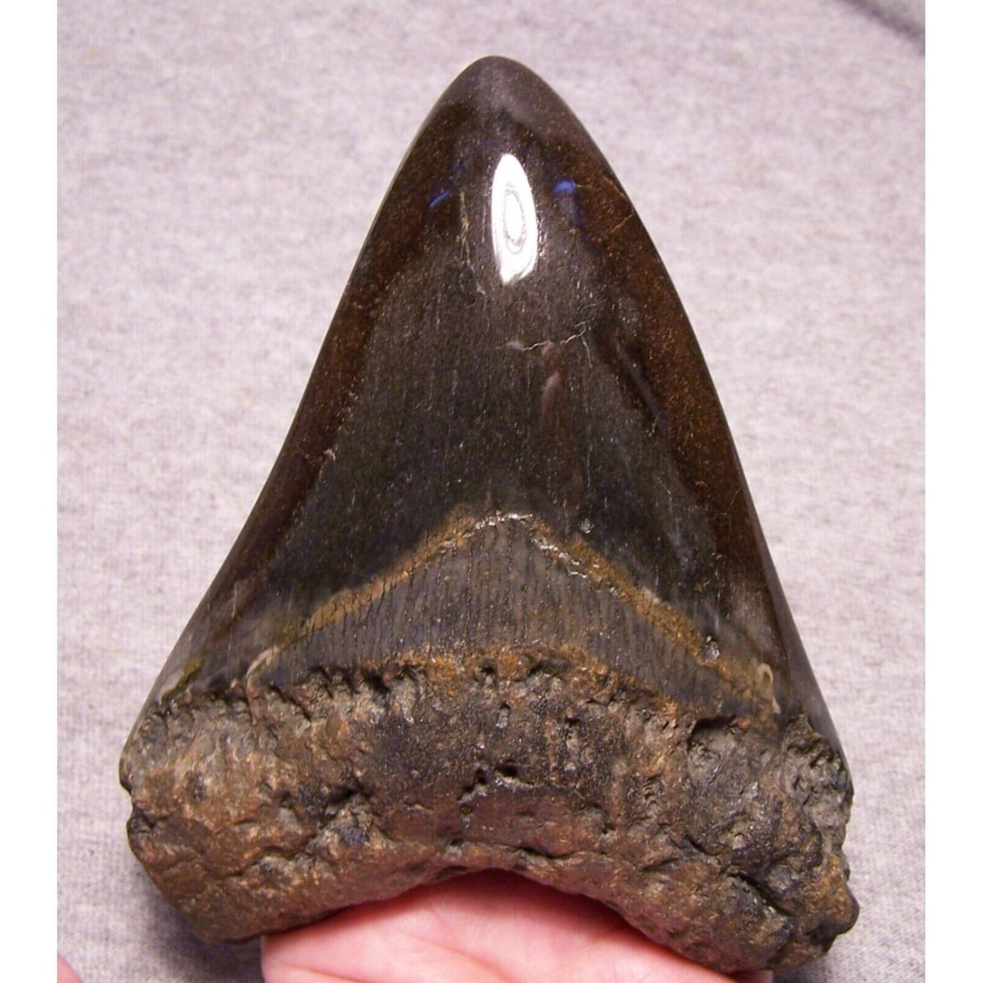 MEGALODON SHARK TOOTH FOSSIL STUNNING (5 1/4") POLISHED GIANT: MEGALODON SHARK TOOTH FOSSIL STUNNING (5 1/4") POLISHED GIANT