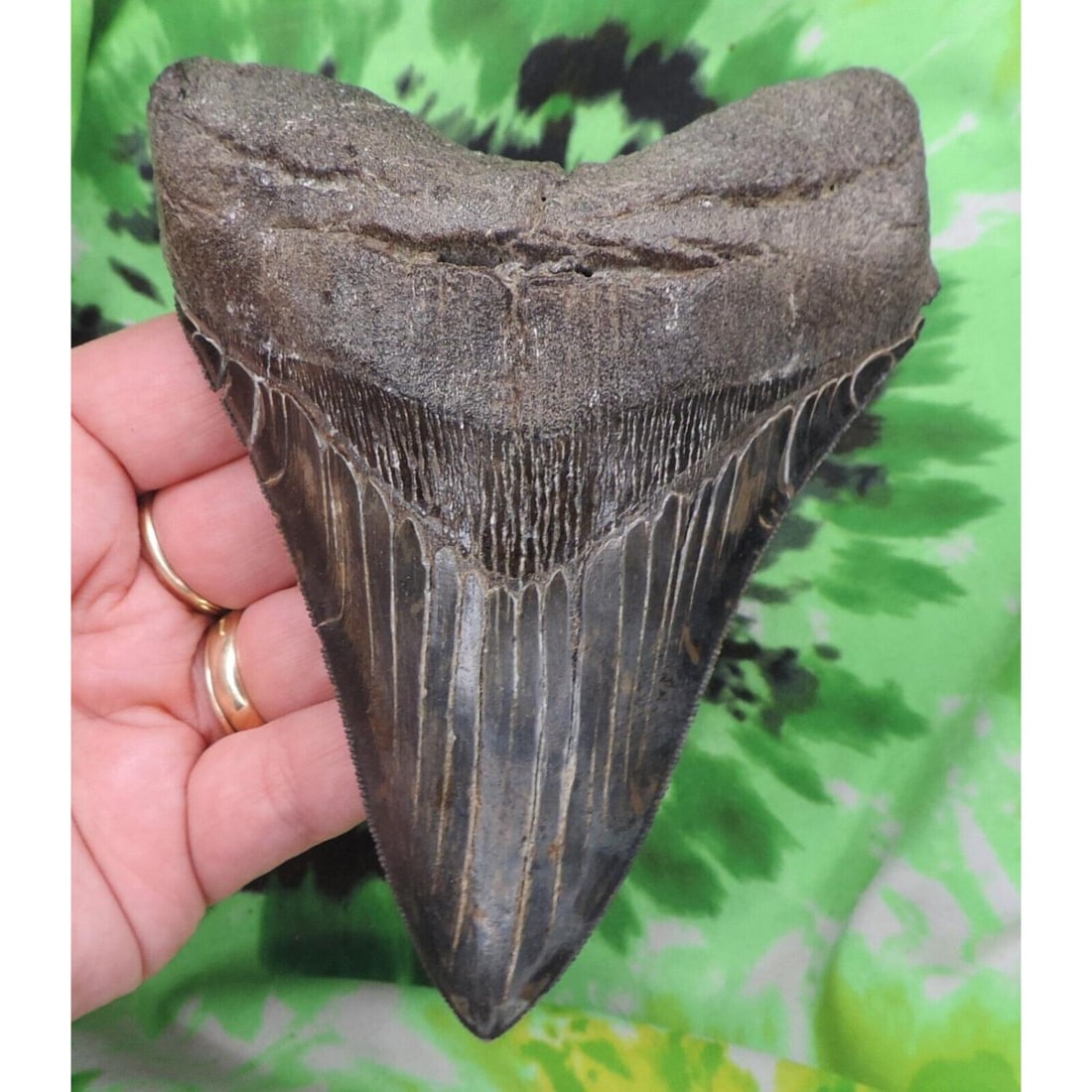 Megalodon Sharks Tooth 5 1/16" inch BEAUTY! NO RESTORATIONS fossil sharks teeth: Megalodon Sharks Tooth 5 1/16" inch BEAUTY! NO RESTORATIONS fossil sharks teeth