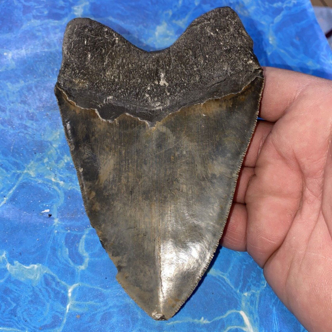 MEGALODON SHARK TOOTH 5.64” HUGE TEETH MEG SCUBA DIVER DIRECT FOSSIL NC 1700: MEGALODON SHARK TOOTH 5.64” HUGE TEETH MEG SCUBA DIVER DIRECT FOSSIL NC 1700