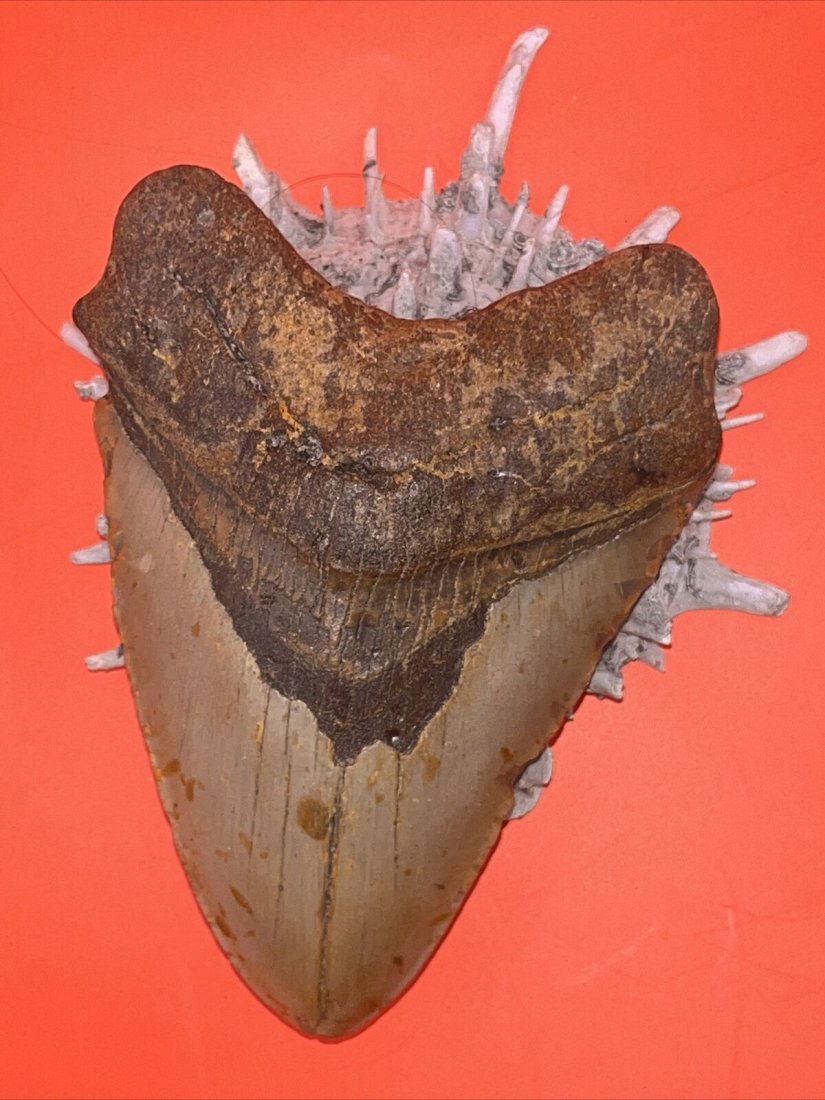 Megalodon Shark Tooth Fossil 100% Authentic 5": Megalodon Shark Tooth Fossil 100% Authentic 5"
