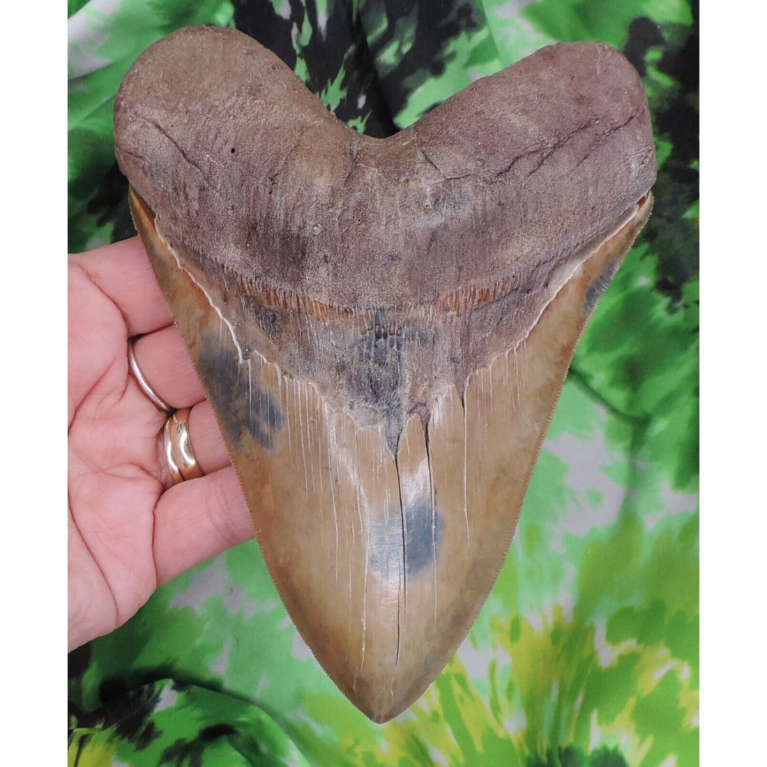 HUGE RARE Megalodon Sharks Tooth 6 1/16" inch fossil sharks teeth tooth: Megalodon Sharks Tooth 6 1/16" inch fossil sharks teeth tooth