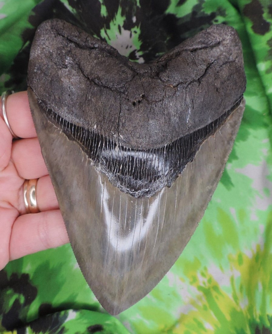 Megalodon Sharks Tooth 5 7/16" inch NICE fossil sharks teeth tooth: Megalodon Sharks Tooth 5 7/16" inch NICE fossil sharks teeth tooth