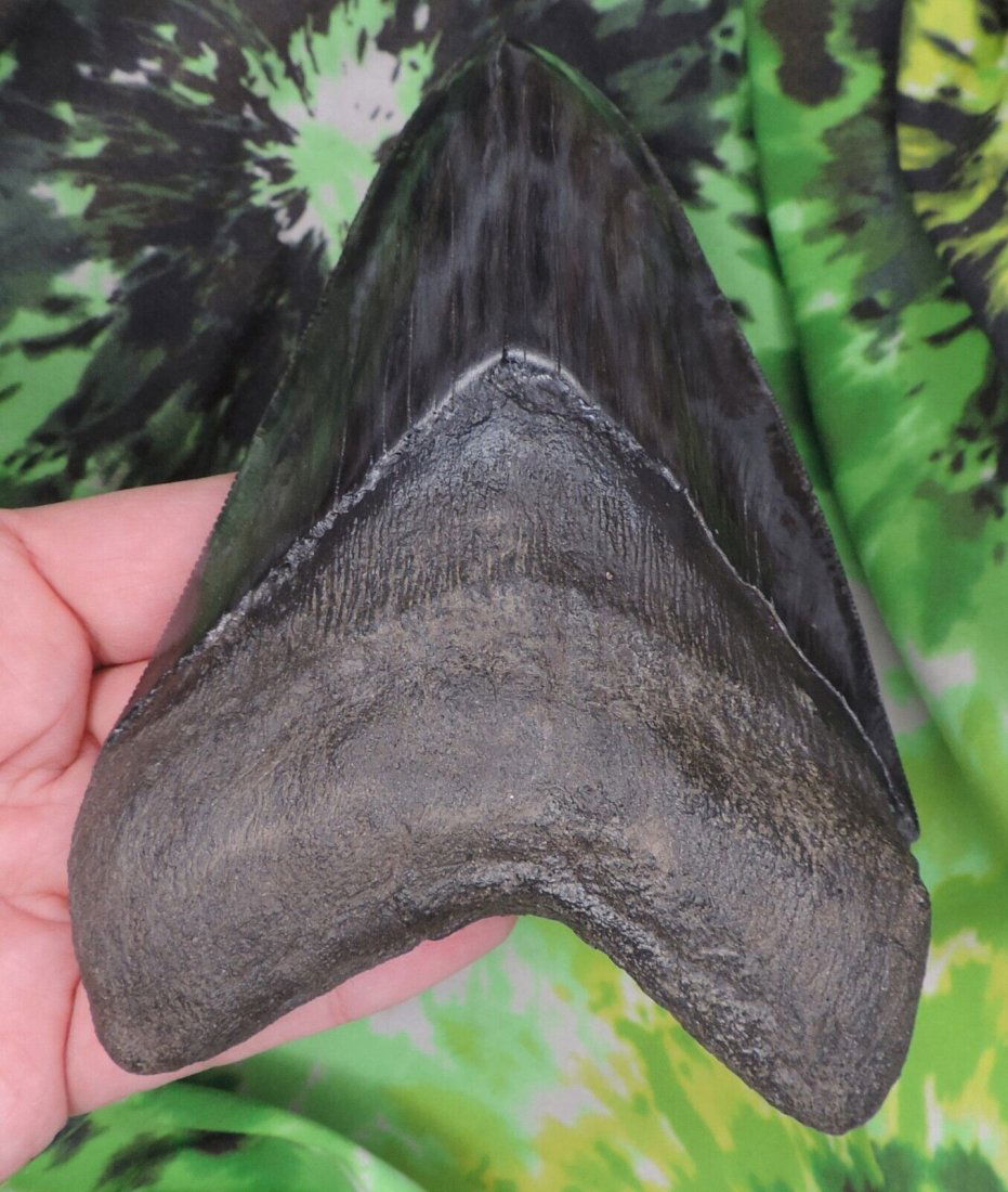 Megalodon Sharks Tooth 5 5/8" inch fossil sharks teeth tooth: Megalodon Sharks Tooth 5 5/8" inch fossil sharks teeth tooth
