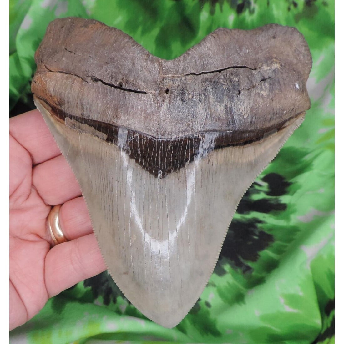 Megalodon Sharks Tooth 5" inch BEAUTY! fossil sharks teeth tooth: Megalodon Sharks Tooth 5" inch BEAUTY! fossil sharks teeth tooth