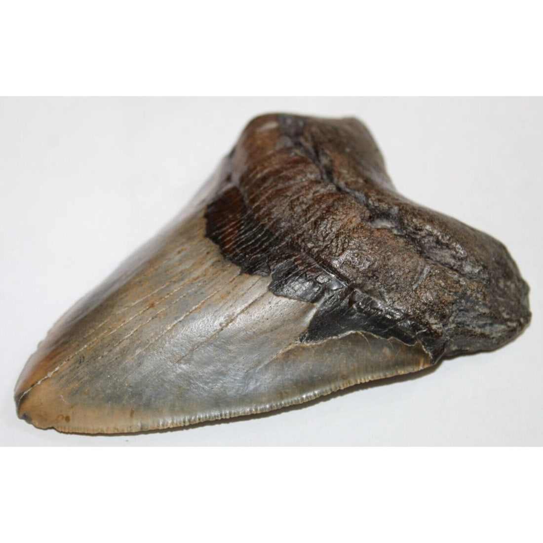 MEGALODON Shark Tooth Fossil No Repair Natural 5.07" HUGE BEAUTIFUL TOOTH: MEGALODON Shark Tooth Fossil No Repair Natural 5.07" HUGE BEAUTIFUL TOOTH