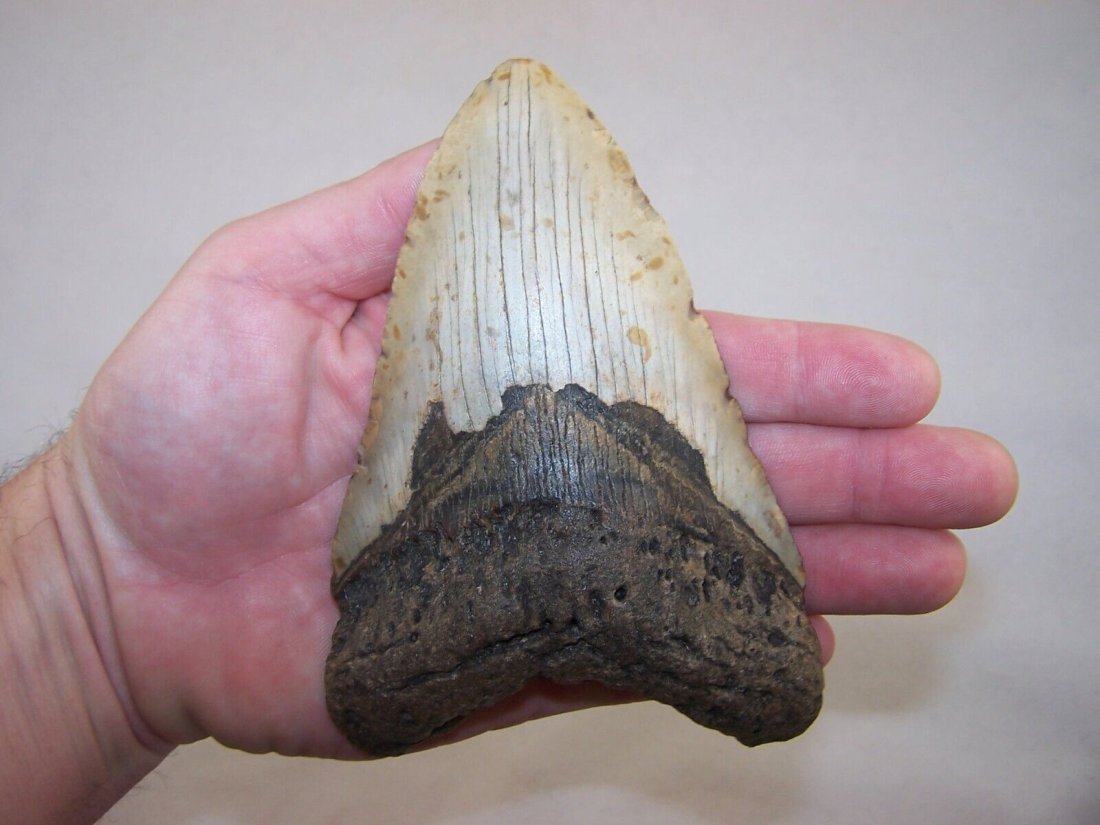 5.74" MEGALODON Fossil Shark Tooth Teeth / 13.1 oz /NO RESTORATION /Not Dinosaur: 5.74" MEGALODON Fossil Shark Tooth Teeth / 13.1 oz /NO RESTORATION /Not Dinosaur