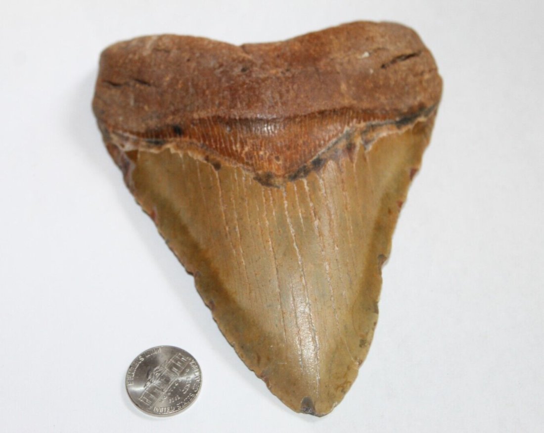 MEGALODON Shark Tooth Fossil No Repair Natural 5.70" HUGE BEAUTIFUL TOOTH: MEGALODON Shark Tooth Fossil No Repair Natural 5.70" HUGE BEAUTIFUL TOOTH