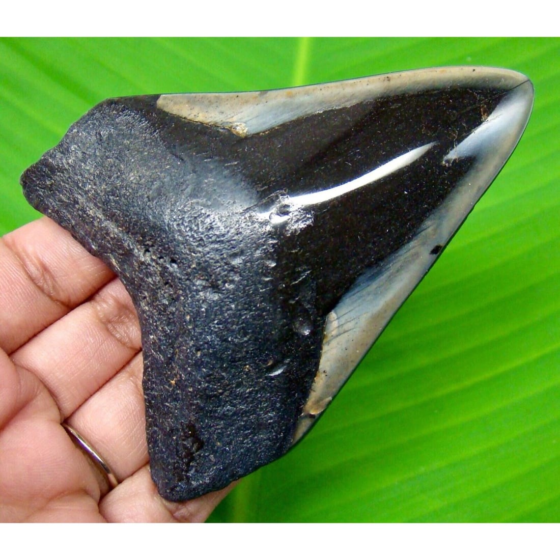 VERY COOL FOSSIL MEGALODON SHARK TOOTH - 3.67" - REAL FOSSIL: MEGALODON SHARK TOOTH - 3.67" - REAL FOSSIL