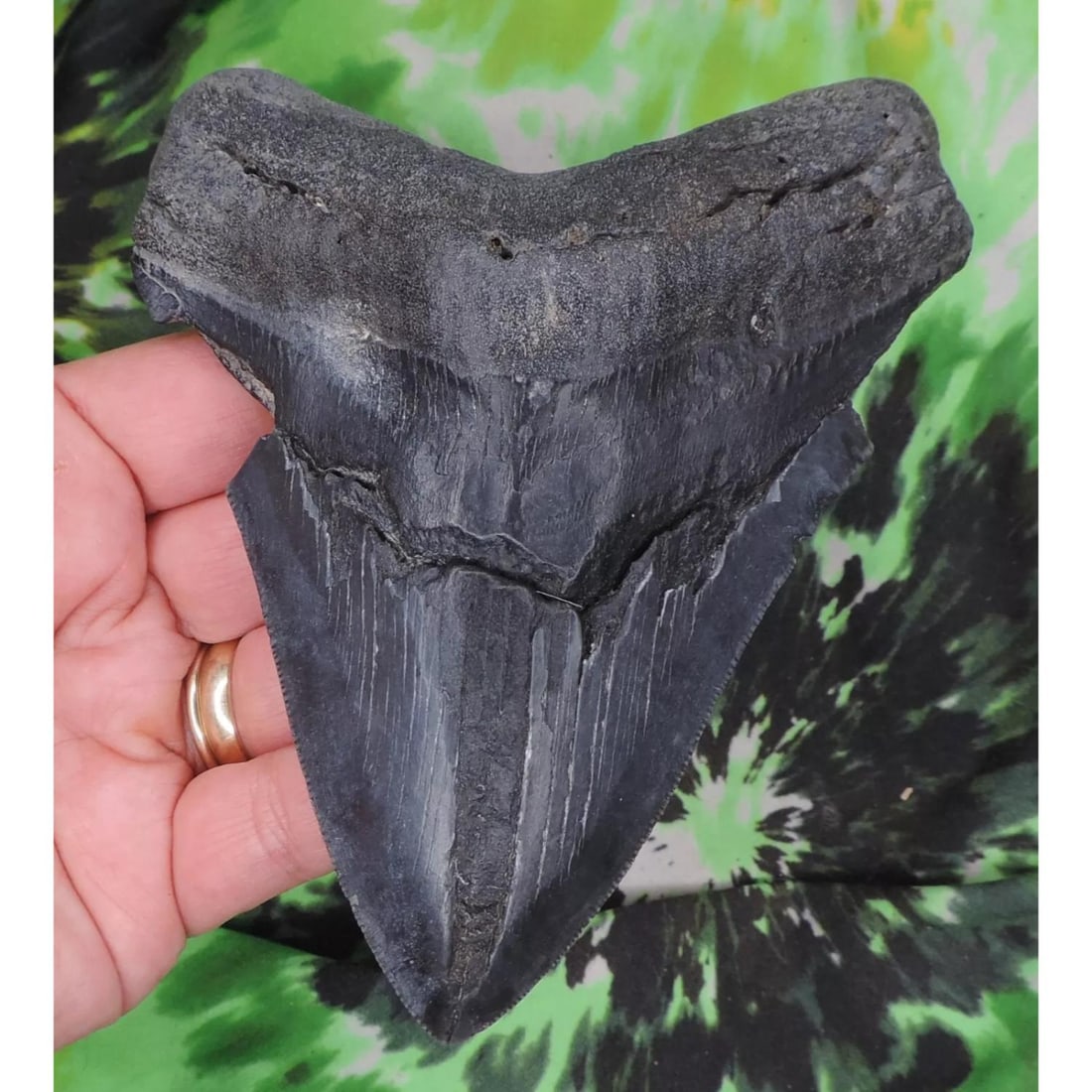 Megalodon Sharks Tooth 5 5/16" inch NO RESTORATIONS Fossil Shark Tooth: Megalodon Sharks Tooth 5 5/16" inch NO RESTORATIONS Fossil Shark Tooth