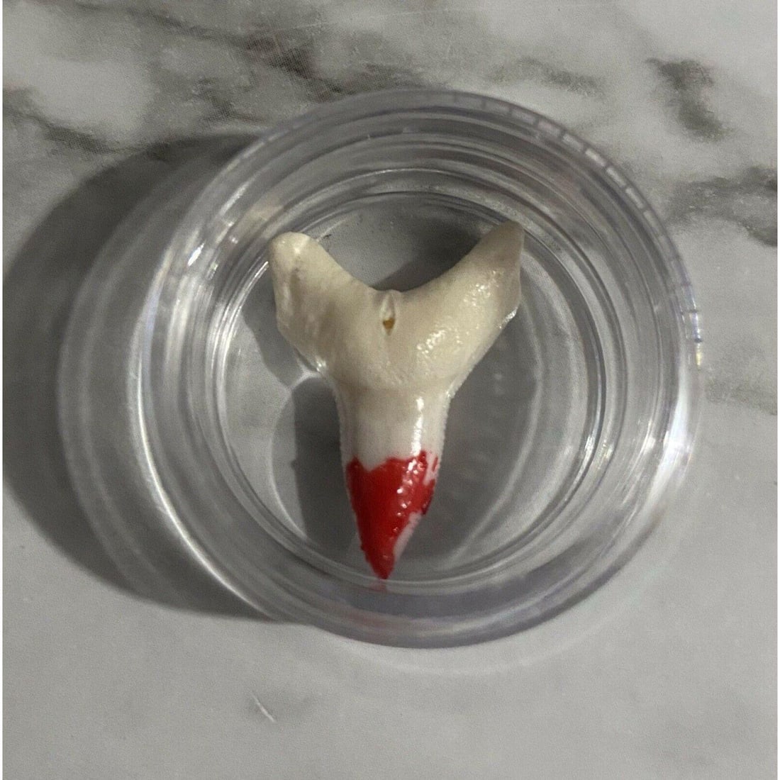 RARE Original Jaws Movie Prop Production Screen Used: You’ll receive number 92 of 125. This is your chance to own extremely rare original production used Jaws tooth from the scene where Quint is eaten by Jaws. Once owned by a special effects artist who