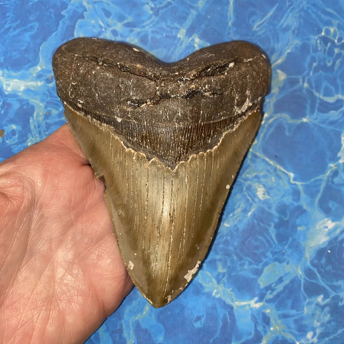 MEGALODON SHARK TOOTH 5.37’’ HUGE TEETH MEG SCUBA DIVER DIRECT FOSSIL NC 8457: Featured Refinements: Shark Tooth,Modified Item: No