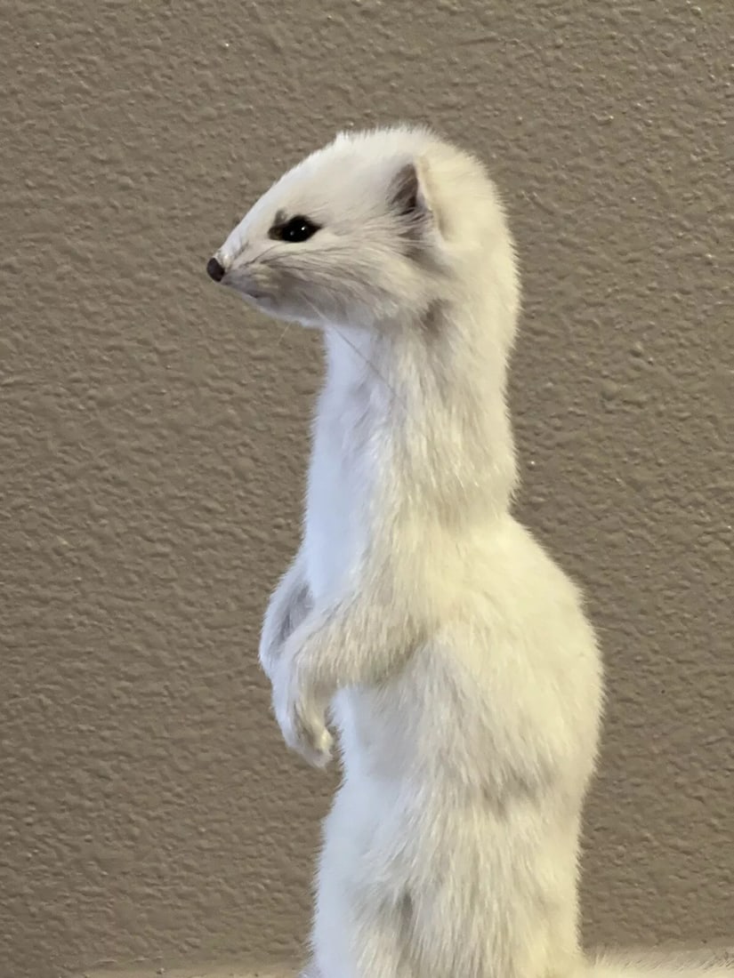 Beautiful Adorable Weasel Ermine Small Animal Taxidermy Mount Art Wildlife: Condition: New: A brand-new, unused, unopened, undamaged item (including handmade items). See the seller's listing for full details. ,Non-Domestic Product: No,Type: Standing Mount - Life Size,Custom B