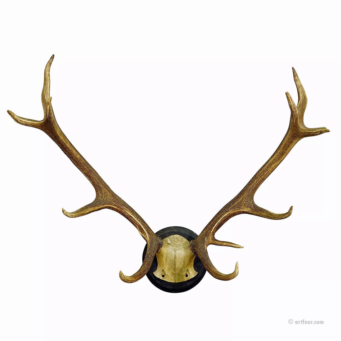 Black Forest 12 Pointer Red Deer Trophy on Wooden Plaque ca. 1900s (1 of 6)