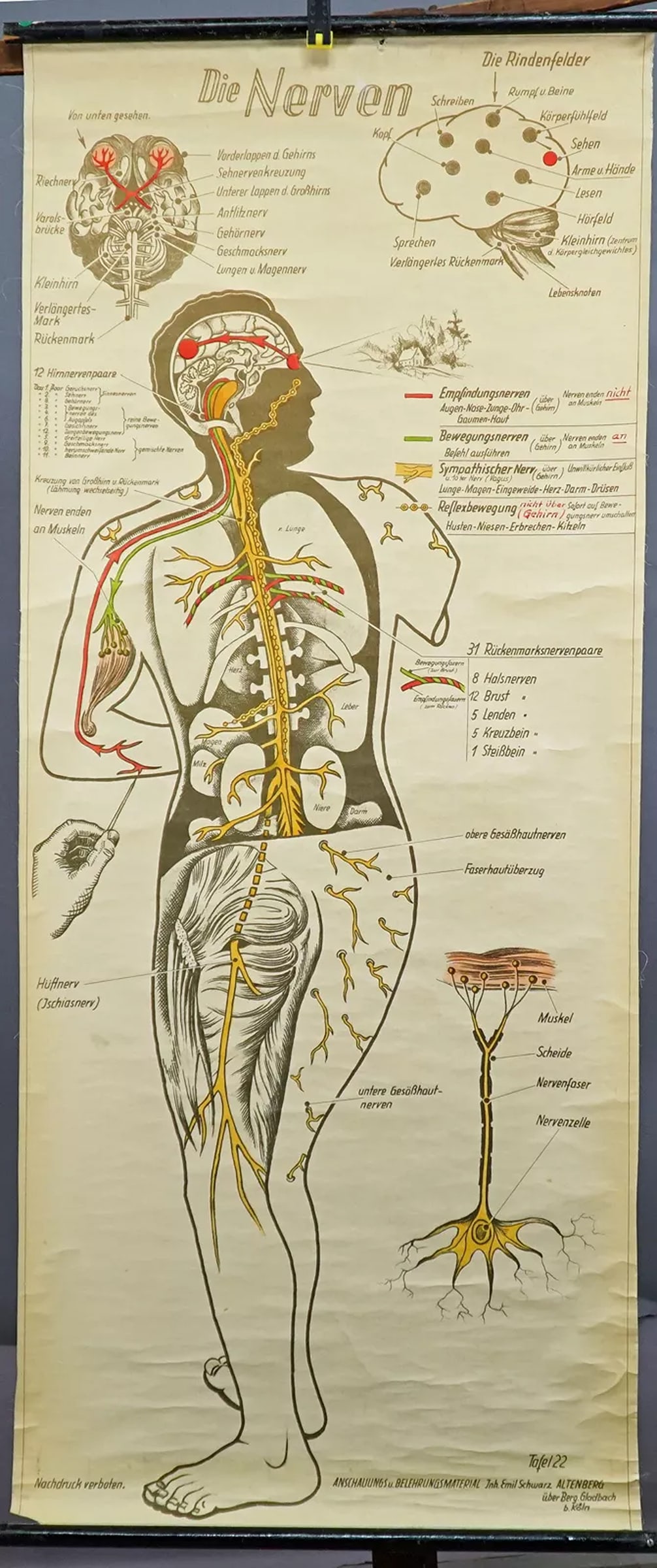 Old Medical Wall Chart Human Body Nervous System (1 of 1)