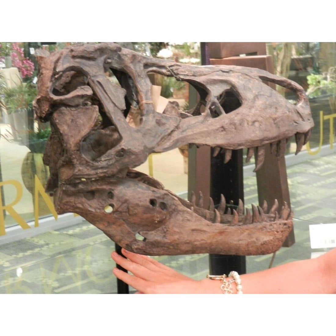 TYRANNOSAURUS SKULL PRE HISTORIC DINOSAUR BONE BIG SCULPTURE HEAD TREX LARGE NEW: 20 inches high x 19 inches long x 11 inches wideWeight:About 10 pounds (about 4.5 kilos)