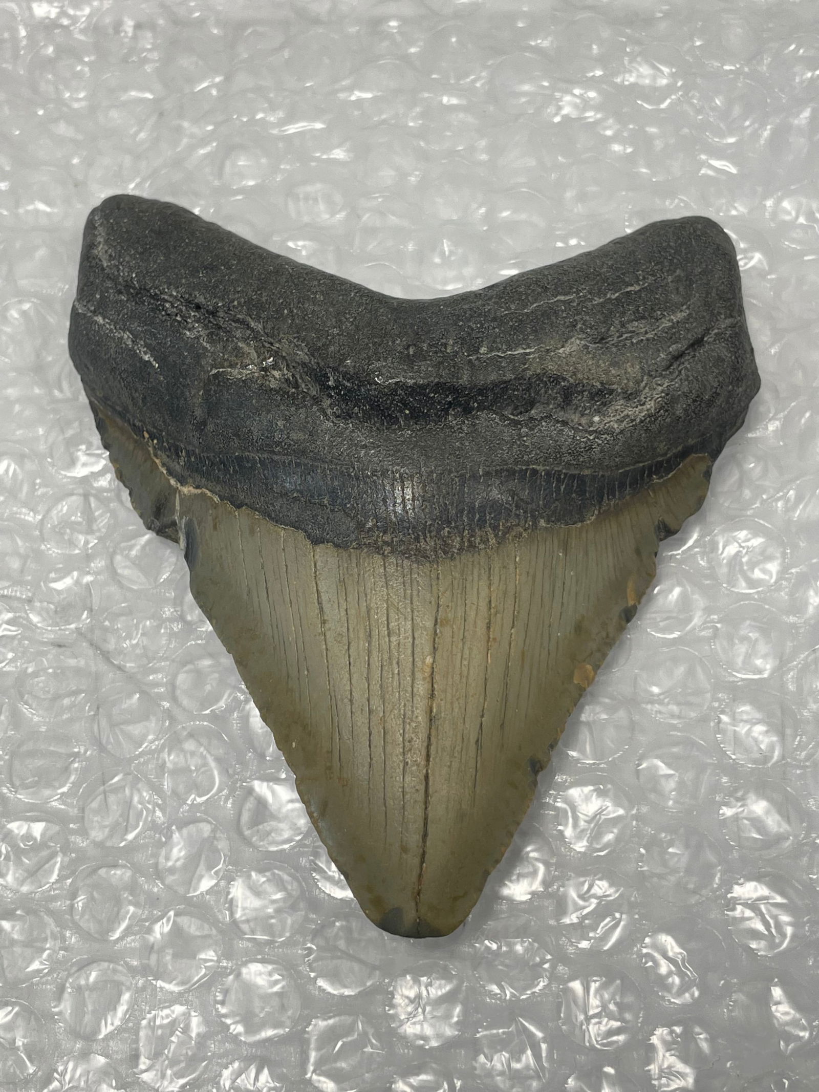 MEGALODON Fossil Giant Shark Tooth Natural NO Repair 4.38" HUGE BEAUTIFUL TOOTH: MEGALODON Fossil Giant Shark Tooth Natural NO Repair 4.38" HUGE BEAUTIFUL TOOTH