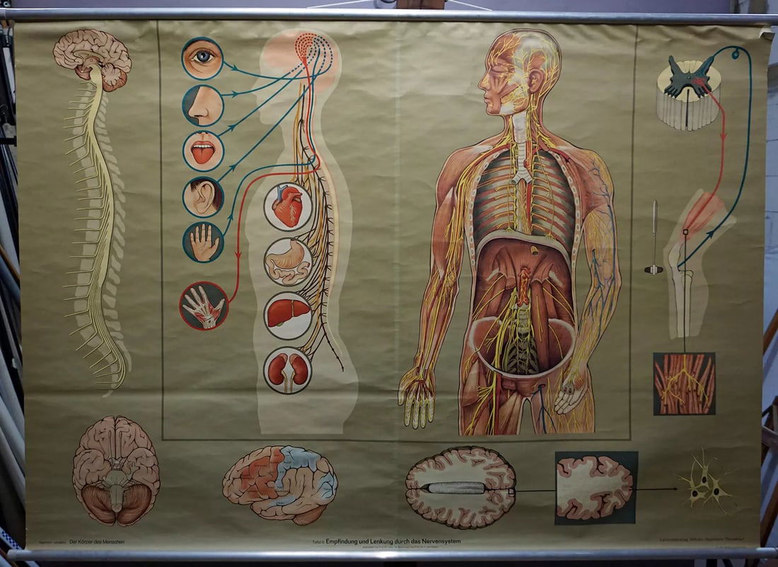 medical poster vintage wall chart sensation guidance by the nervous system (1 of 1)