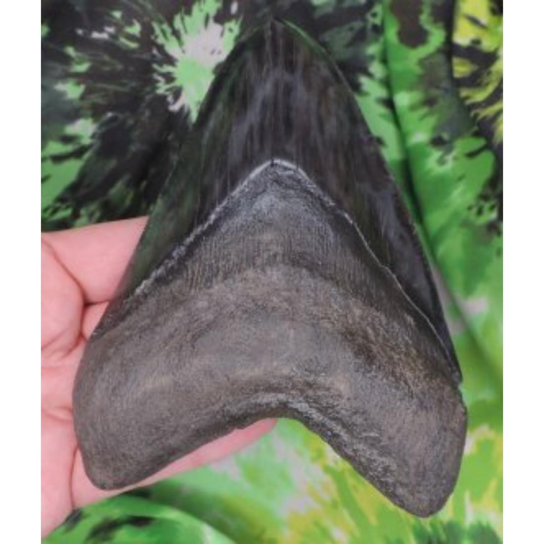 Megalodon Sharks Tooth 5 5/8" inch fossil: Megalodon Sharks Tooth 5 5/8" inch fossil