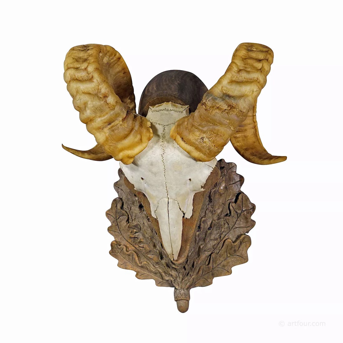 Black Forest Vintage Mouflon Trophy on Carved Plaque (1 of 7)