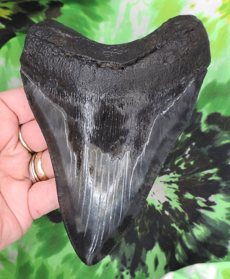 Megalodon Sharks Tooth 5 3/4" inch VERY NICE fossil sharks teeth: Megalodon Sharks Tooth 5 3/4" inch VERY NICE fossil sharks teeth