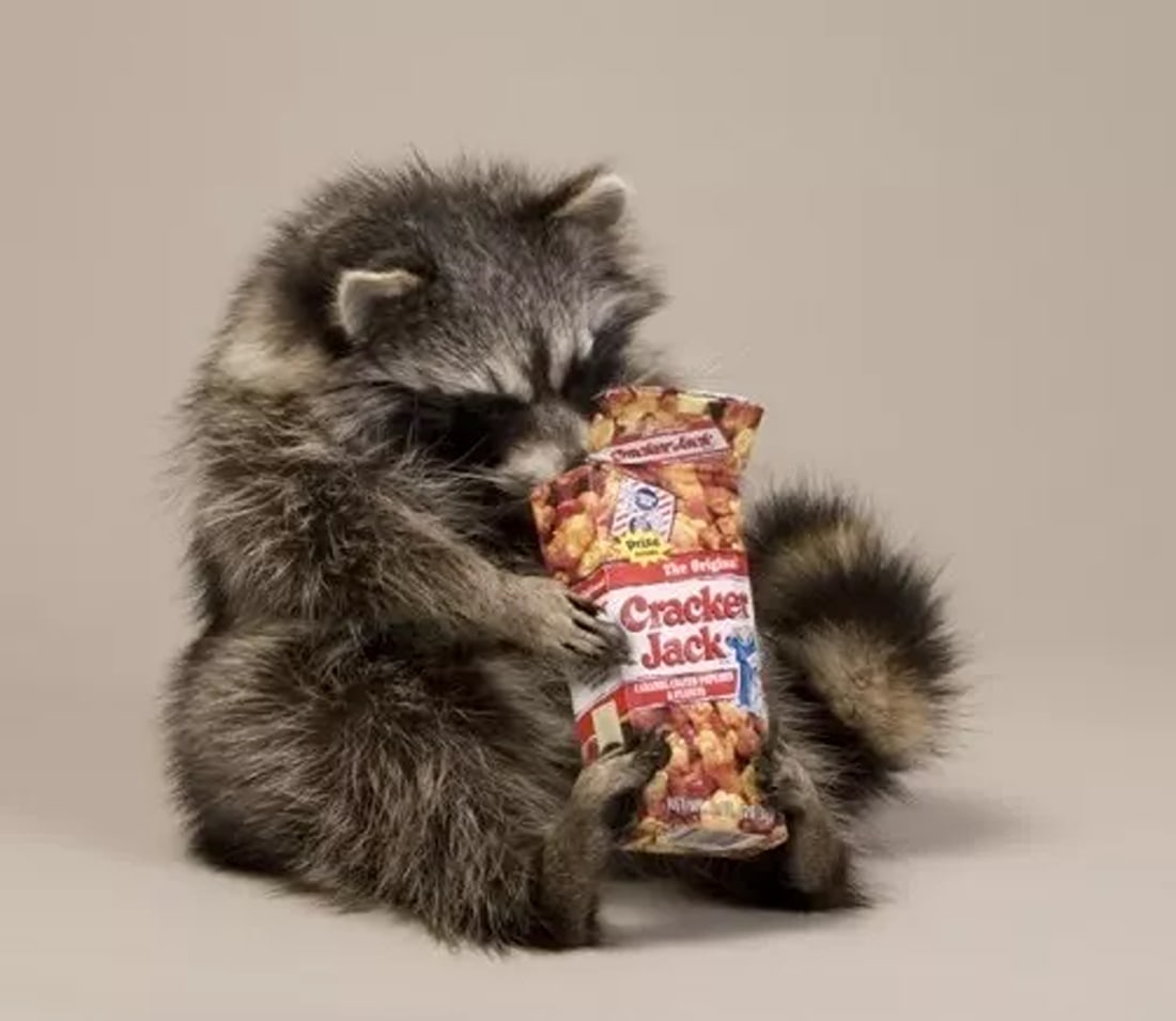 CZackeZ Jacks Zaccoon TaxideZmy Animal Statue Home oZ Office Gift: Condition: New: A bZand-new, unused, unopened, undamaged item (including handmade items).,CountZy/Zegion of ManufactuZe: United States,Animal Type: Zaccoon,BZand: AmeZican NatuZal ZesouZces,Type: Stan