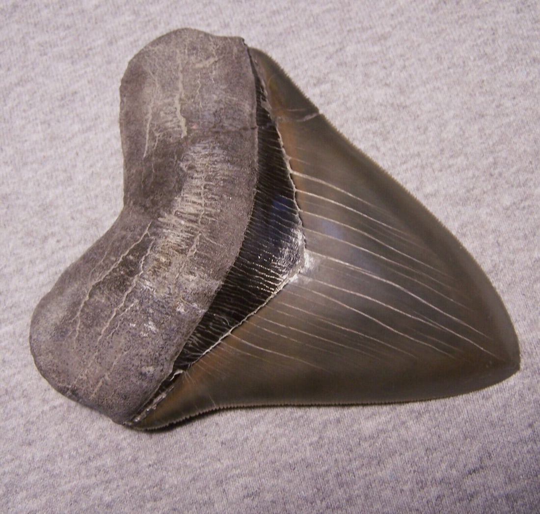 MEGALODON Shark Tooth 5 1/8" sharks teeth GIANT jaw fossil REAL megladon GEM: MEGALODON Shark Tooth 5 1/8" sharks teeth GIANT jaw fossil REAL megladon GEM