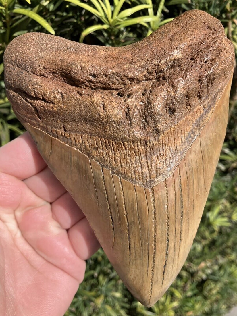 Megalodon Shark Tooth 5.84” Massive Beautiful Fossil Shark Teeth: Megalodon Shark Tooth 5.84” Massive Beautiful Fossil Shark Teeth