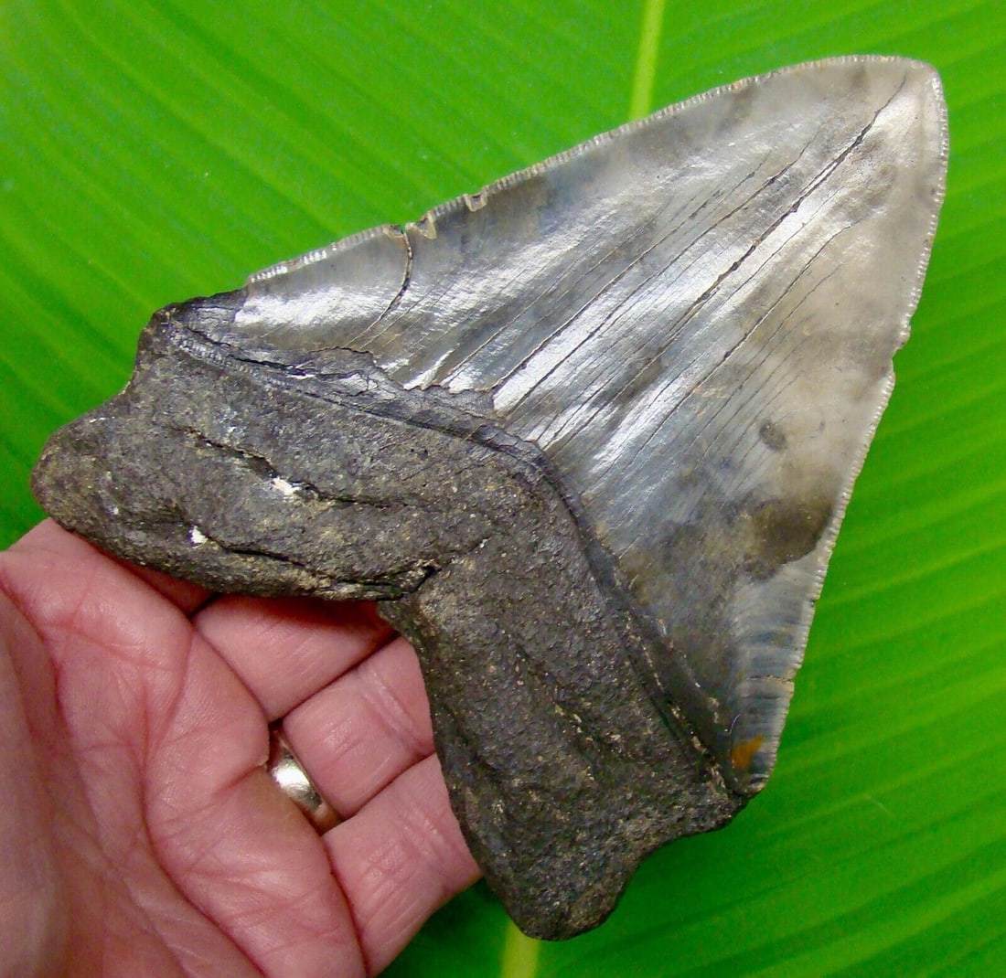 5.41?? MEGALODON SHARK TOOTH Real Fossil - w/ DISPLAY STAND No Restorations: 5.41” MEGALODON SHARK TOOTH Real Fossil - w/ DISPLAY STAND No Restorations