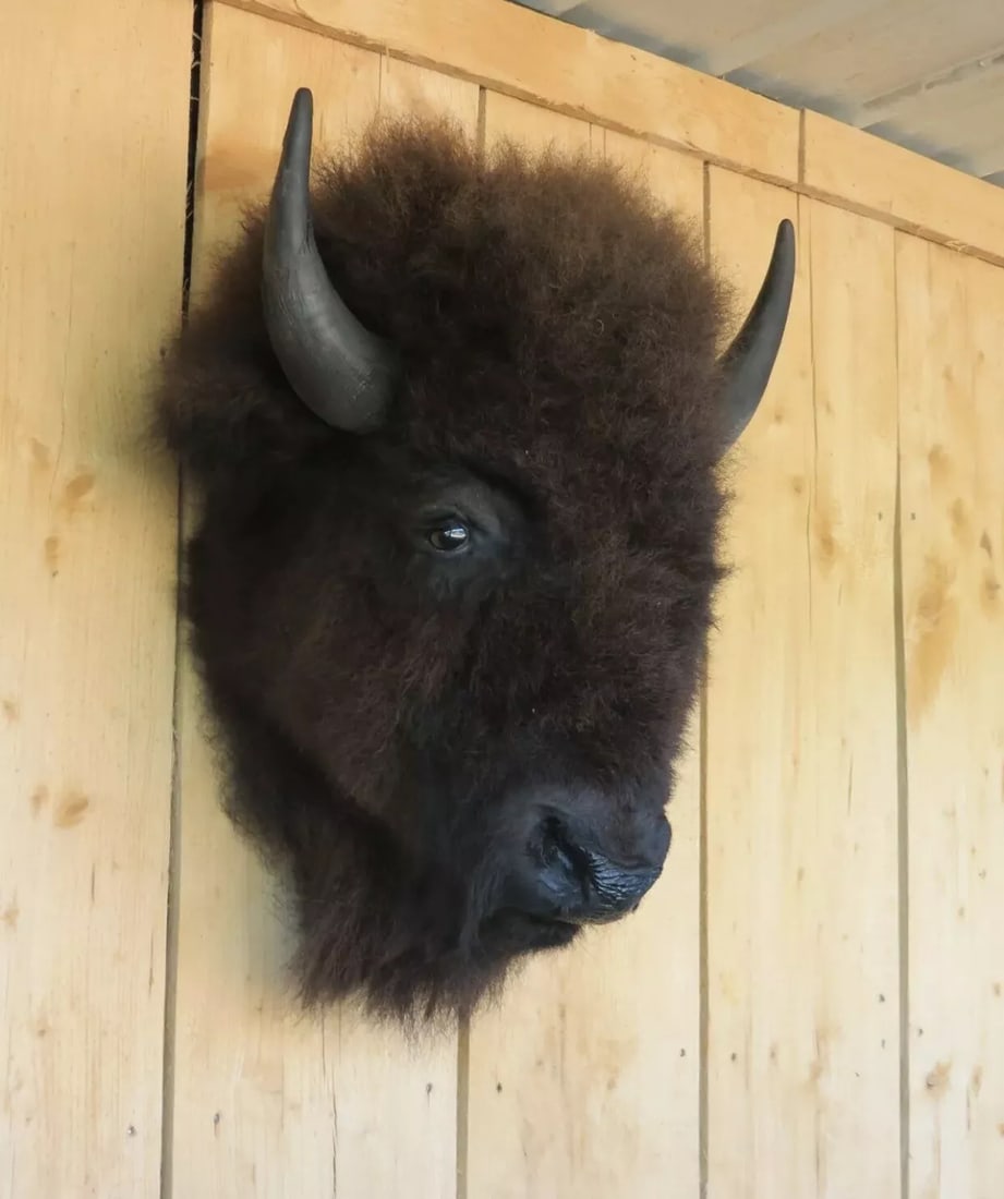 Buffalo / Bison Head Taxidermy Mount (1 of 7)