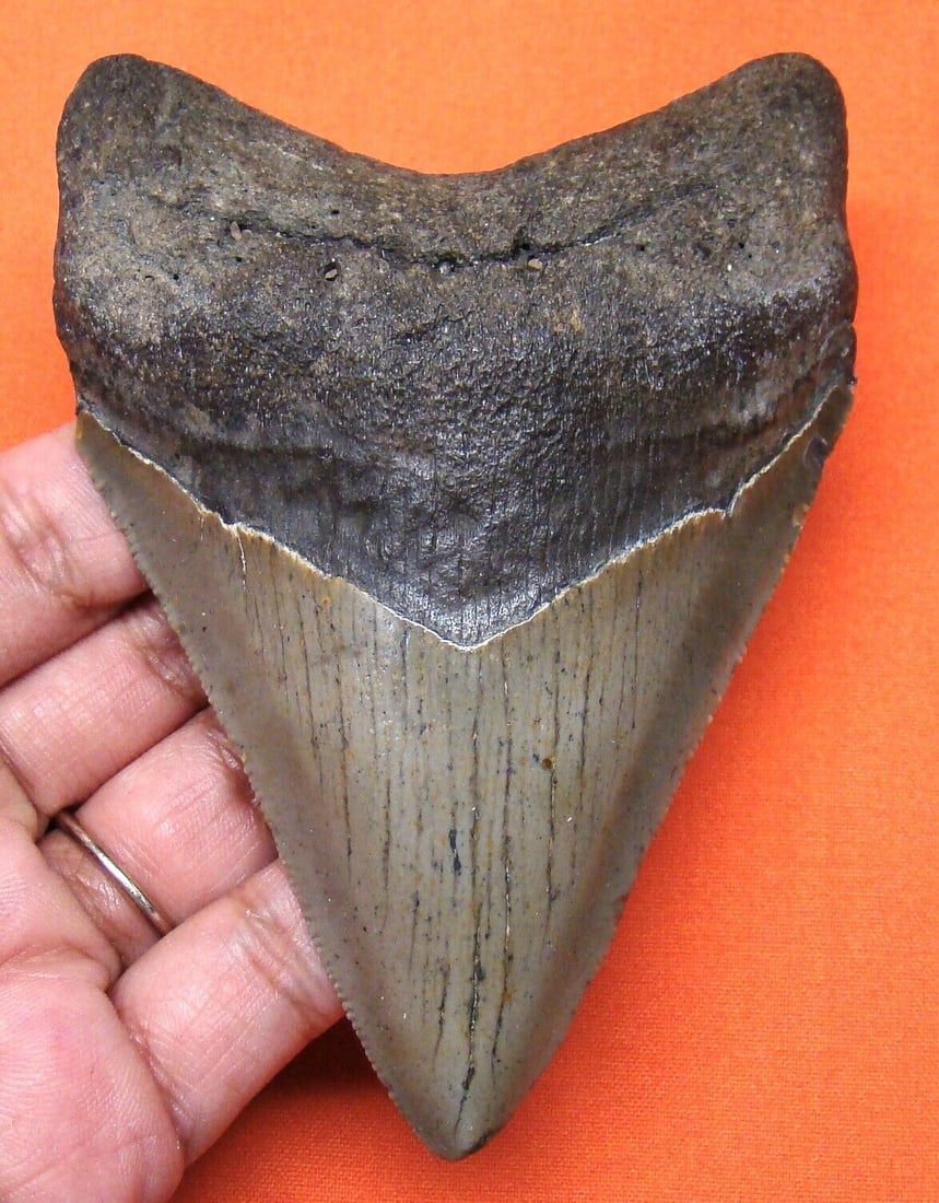 MEGALODON SHARK TOOTH - 4.24" - REAL FOSSIL - SHARK TEETH - NATURAL - MEGLADONE: MEGALODON SHARK TOOTH - 4.24" - REAL FOSSIL - SHARK TEETH - NATURAL - MEGLADONE