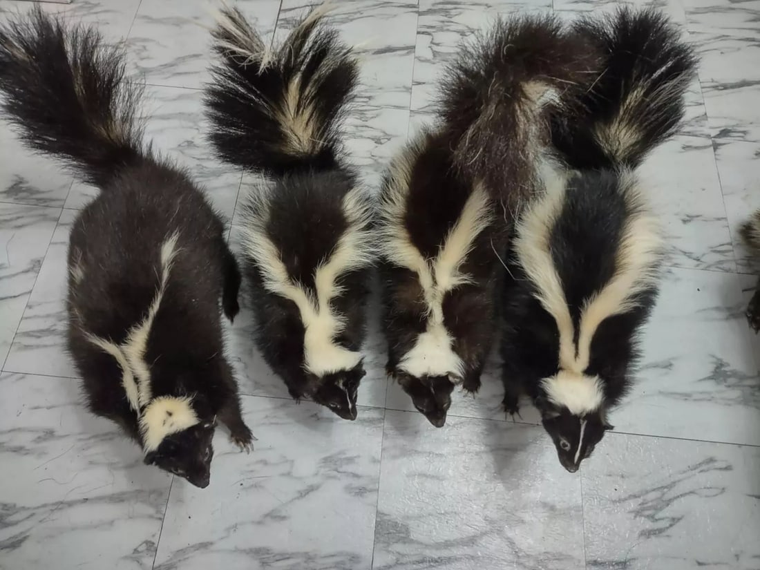 Skunk Taxidermy Mounts Full Body Mount: Condition: New: A brand-new, unused, unopened, undamaged item (including handmade items).ype: Standing Mount,Animal Type: Skunk,Animal Species: Skunk