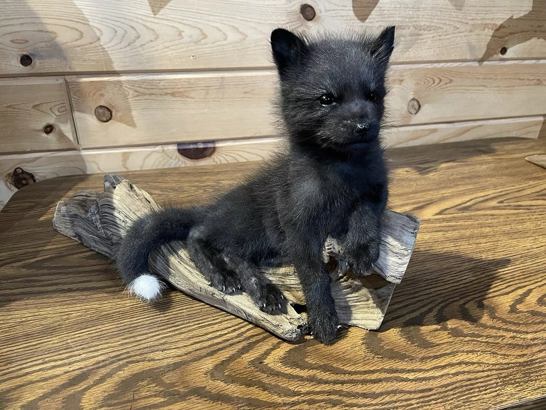 Gorgeous Baby Fox Taxidermy Mount (Museum Quality) (1 of 19)