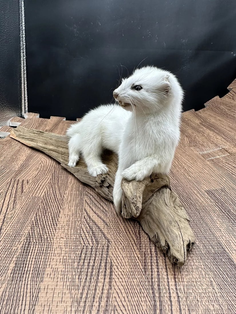 Beautiful Adorable Weasel Ermine Small Animal Taxidermy Mount Art Wildlife 34W (1 of 5)