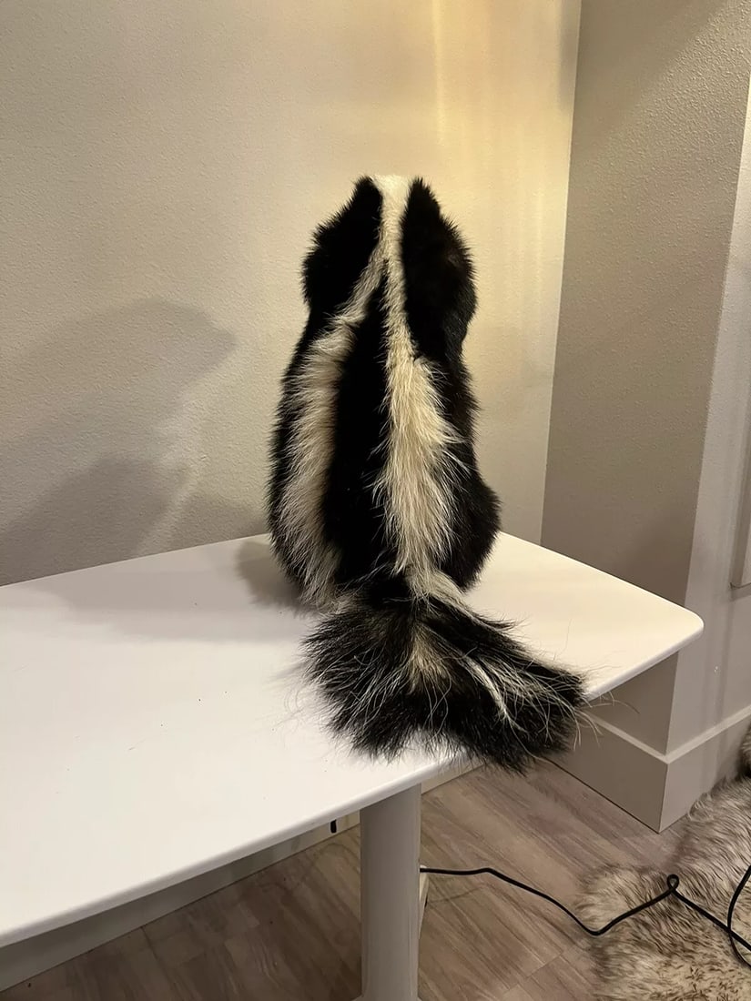 New Long Fur White Fluffly SKUNK Taxidermy Mount (1 of 6)