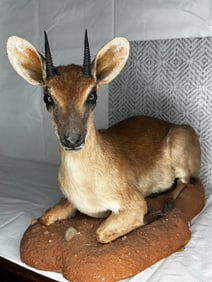 African Steenbok Life-Size Taxidermy Mount