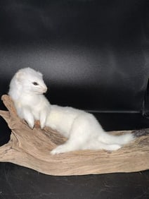 Adorable Weasel Ermine Taxidermy Mount