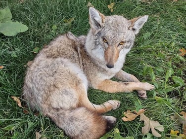 Coyote Taxidermy Mount
