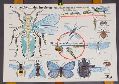 Mural Poster Chart Species Richness Insects Imperfect Perfect Transformation