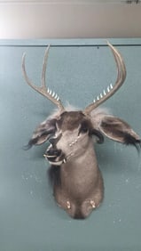 Whitetail Deer Taxidermy Mount
