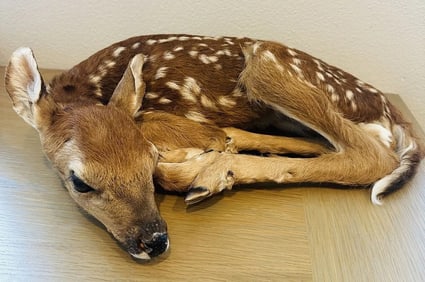 Real Deer Fawn Taxidermy Mount
