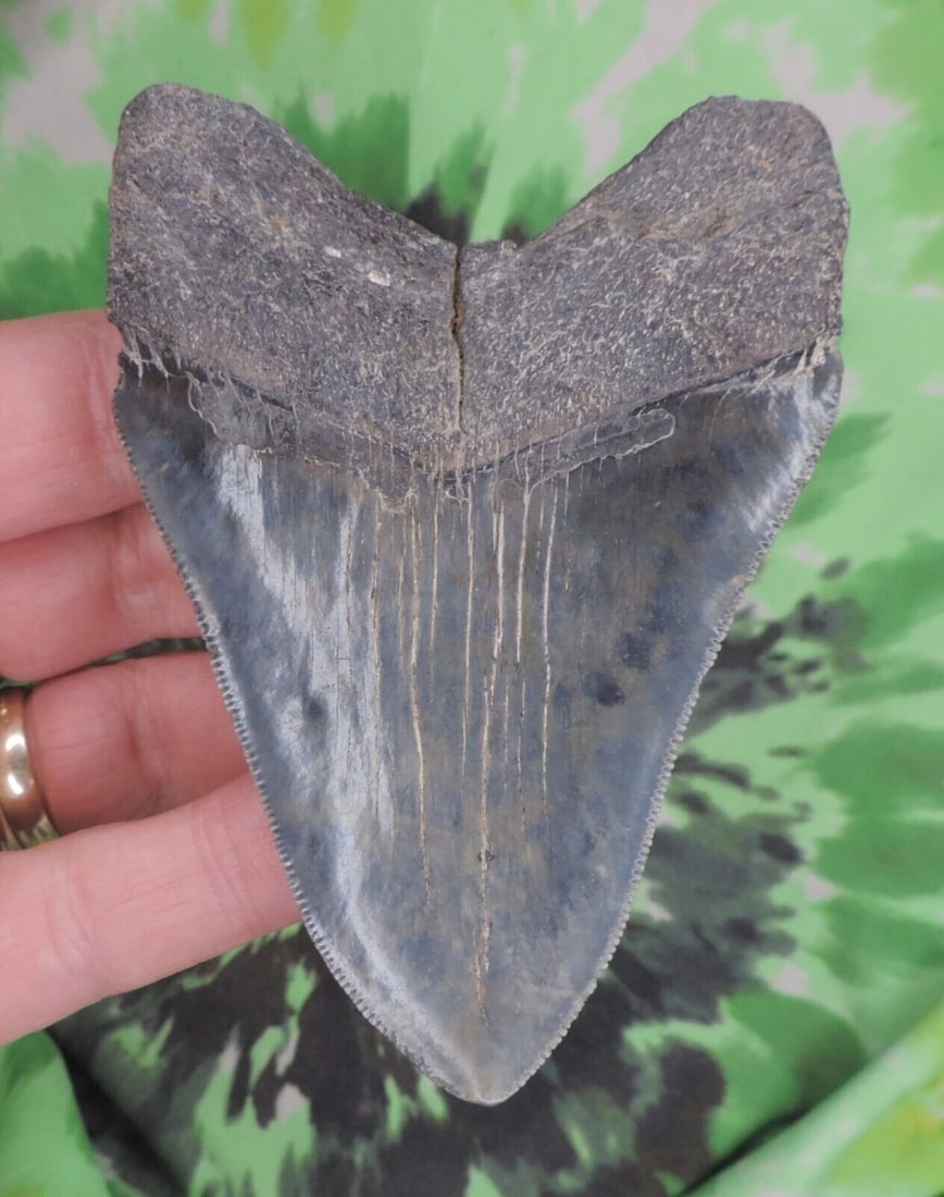 Megalodon Sharks Tooth 3 15/16" inch NO RESTORATIONS fossil sharks teeth tooth: Megalodon Sharks Tooth 3 15/16" inch NO RESTORATIONS fossil sharks teeth tooth