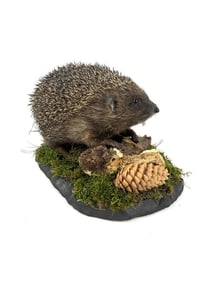 Hedgehog Taxidermy Mount