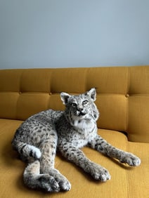 BOBCAT TAXIDERMY MOUNT