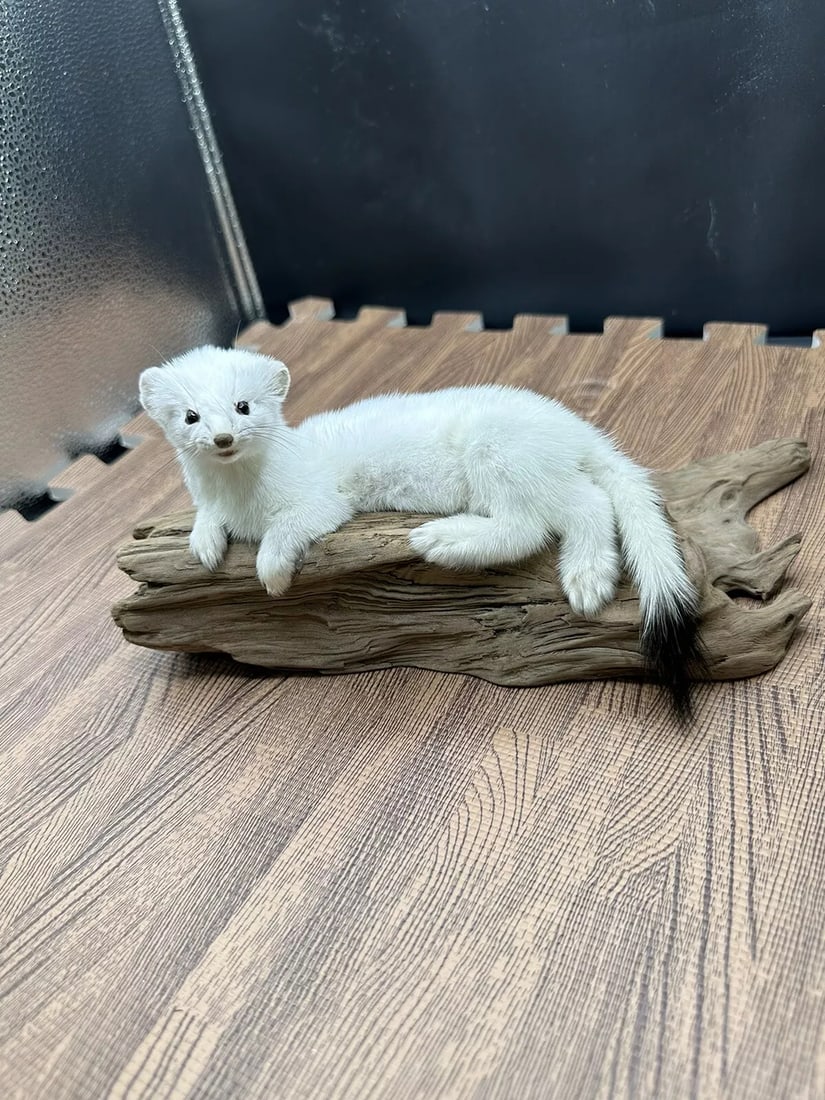 Adorable Weasel Ermine Taxidermy Mount (1 of 5)