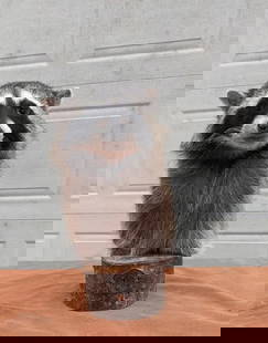 Raccoon Taxidermy Pedestal Mount, Prime Winter Fur: Condition: New: A brand-new, unused, unopened, undamaged item (including handmade items). ,Origin: From Animal,Brand: Buffalo Shop,Type: Pedestal Mount,Animal Type: Small Animal,Country/Region of