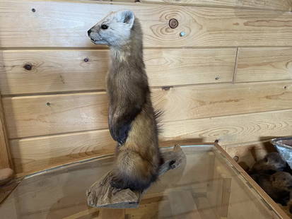 Pine Marten Alaskan Life Size Taxidermy Mount: Condition: New: A brand-new, unused, unopened, undamaged item (including handmade items). Type: Wall Mount,Animal Type: martin,Item Weight: 2lb