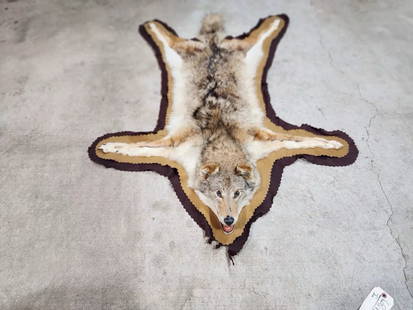 Vintage Texas Coyote Rug or WALL Taxidermy Mount: Condition: Used: An item that has been used previously. See the seller’s listing for full details and description of any imperfections. ,Type: Flat Mount/Rug,Item Height: head height 5",Animal