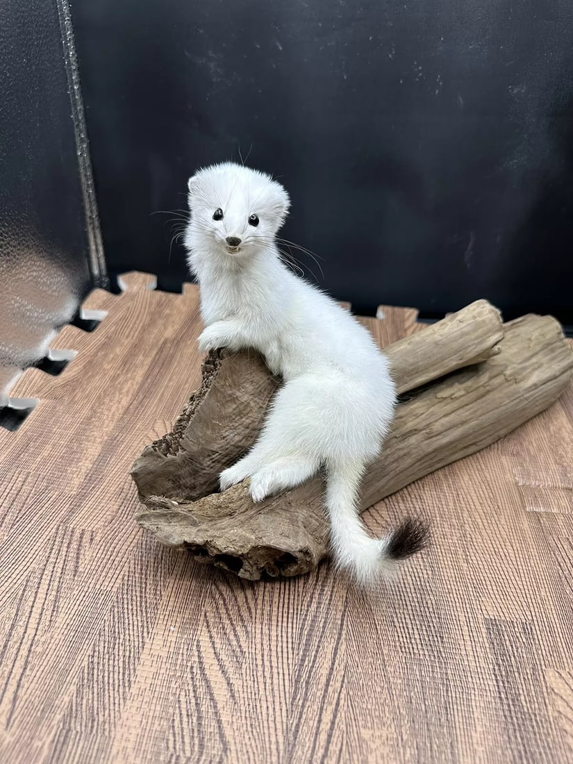 Beautiful Adorable Weasel Ermine Small Animal Taxidermy Mount Art Wildlife 39w (1 of 6)