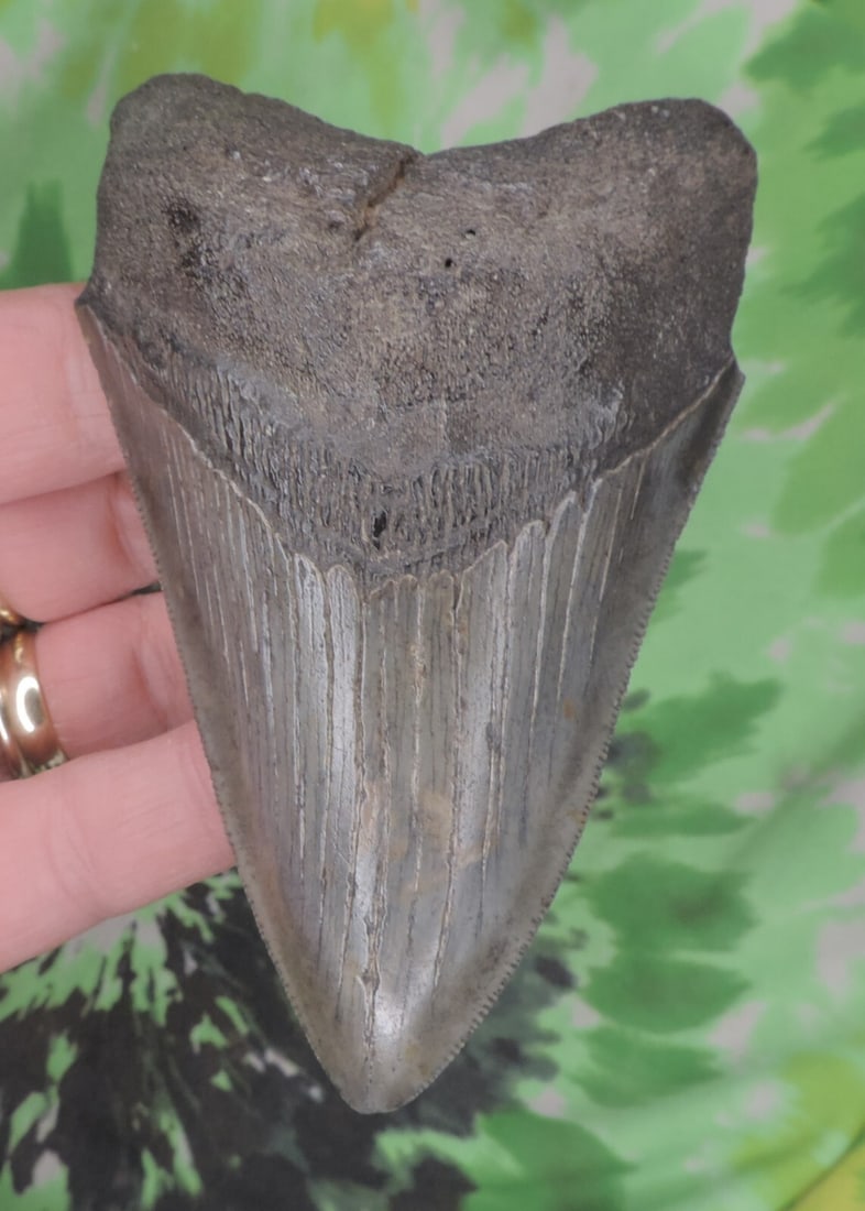 Megalodon Sharks Tooth 4 3/16" inch NO RESTORATIONS fossil sharks teeth tooth: Megalodon Sharks Tooth 4 3/16" inch NO RESTORATIONS fossil sharks teeth tooth